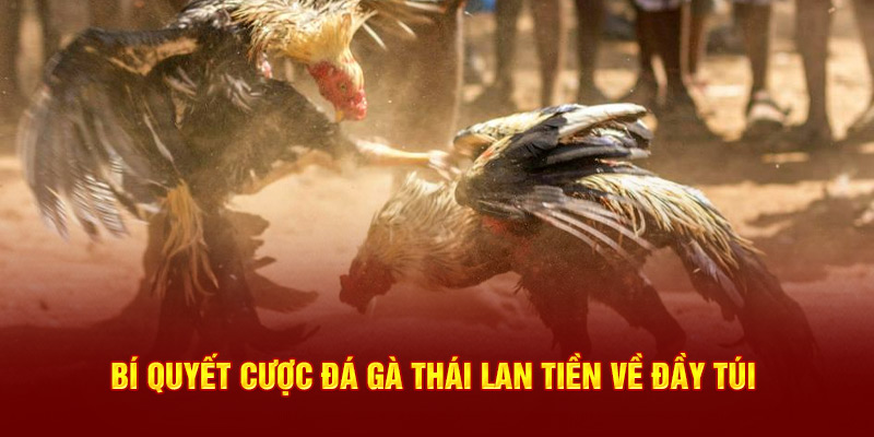 Bí quyết cược đá gà Thái Lan tiền về đầy túi