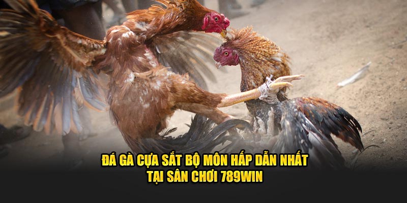 đá gà cựa sắt