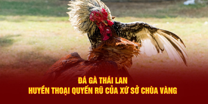 Đá gà Thái Lan